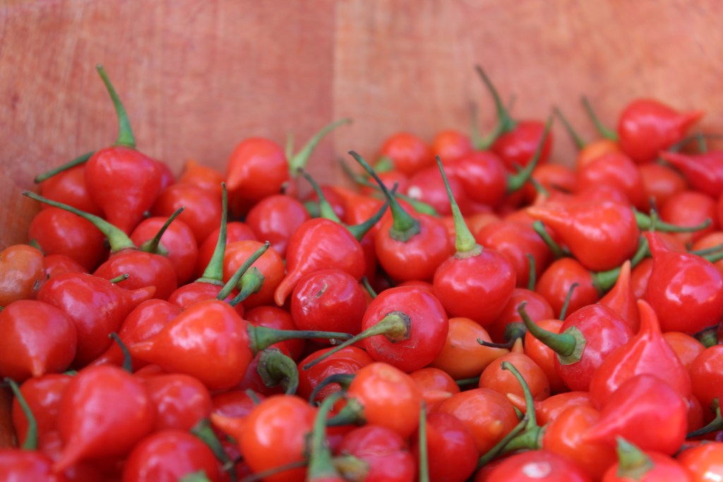 Biquinho is a non-spicy pepper that's perfect for salads and sometimes used to make sweet jam. 