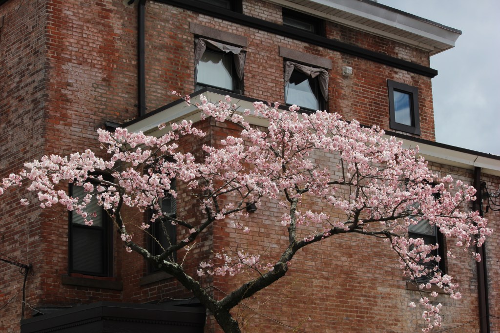Cherry blossom in bloom in New Haven's Wooster Square Park.