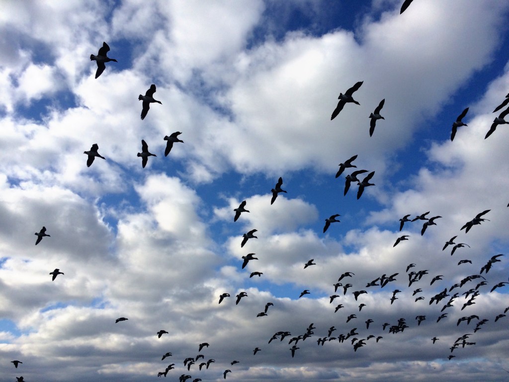 Colt State Park in Bristol, Rhode Island.