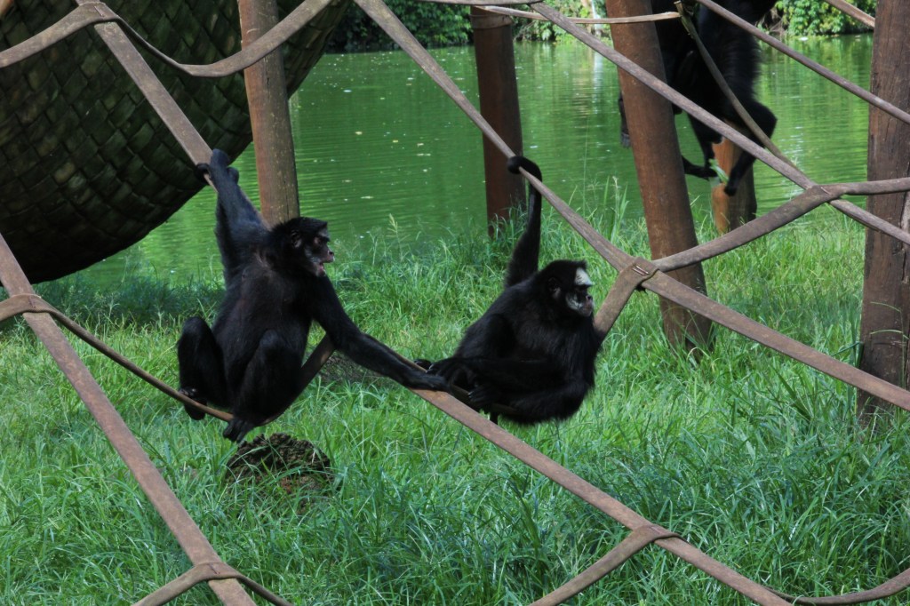 Photo by Gustavo S. Requena | Municipal Zoological Park Quinzinho de Barros