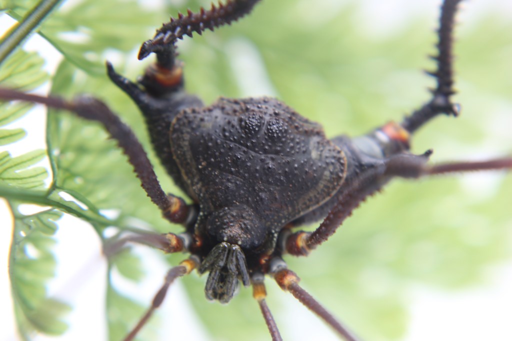 Photo by Gustavo S. Requena | Ribeirão Grande, São Paulo