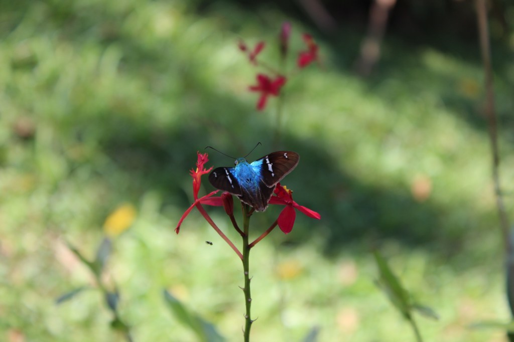 Photo by Gustavo S. Requena, Jardim Botânico de São Paulo.