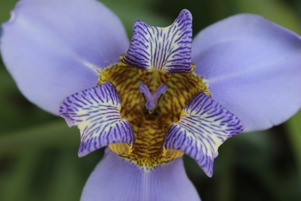 Beautiful flower in bloom at Ibirapuera Park. 